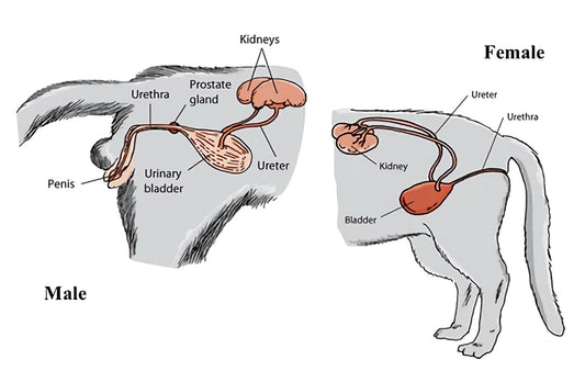 Comprehensive Guide to Feline Lower Urinary Tract Disease (FLUTD): Symptoms, Causes, and Prevention