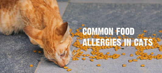 Common Allergens and Foods Cats Should Avoid: A Guide for Cat Owners