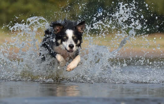 Summer's Hidden Danger for Dogs: Heatstroke