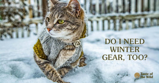 Comprehensive Winter Care for Cats: A Detailed Guide