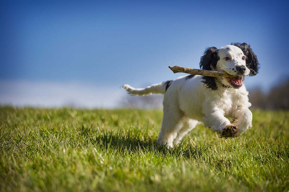 Comprehensive Spring and Autumn Care for Dogs: A Detailed Guide