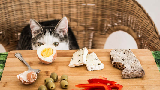 How to Choose the Right Cat Food: A Professional Guide for Cat Owners