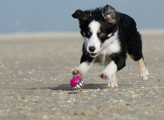 Exercise Plans for Different Dog Breeds: Tailoring Fitness for Active and Less Active Dogs