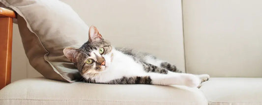 How to Build a Safe and Enriching Indoor Environment for Cats: An Extended Comprehensive Guide