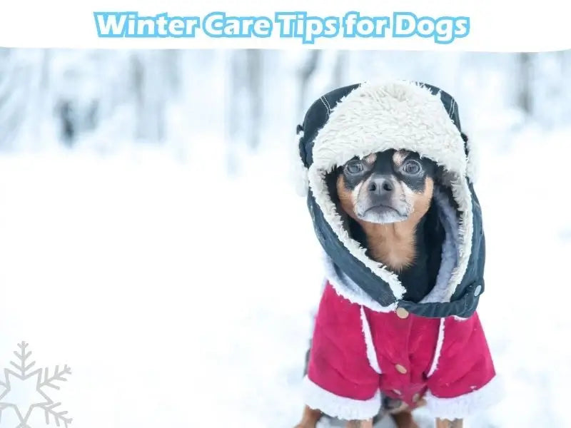 Comprehensive Winter Care for Dogs: A Detailed Guide