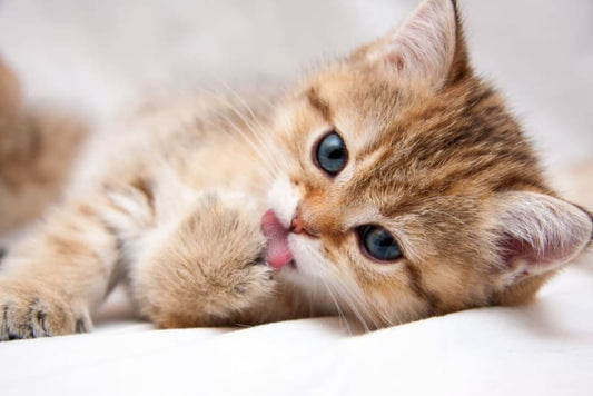 How to Care for Kittens: Comprehensive Guide