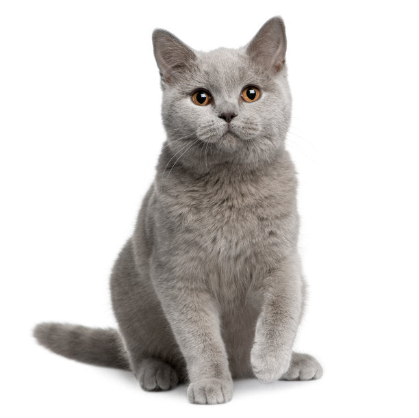 White background image of adorable cat – featured in Cat Collection of essentials