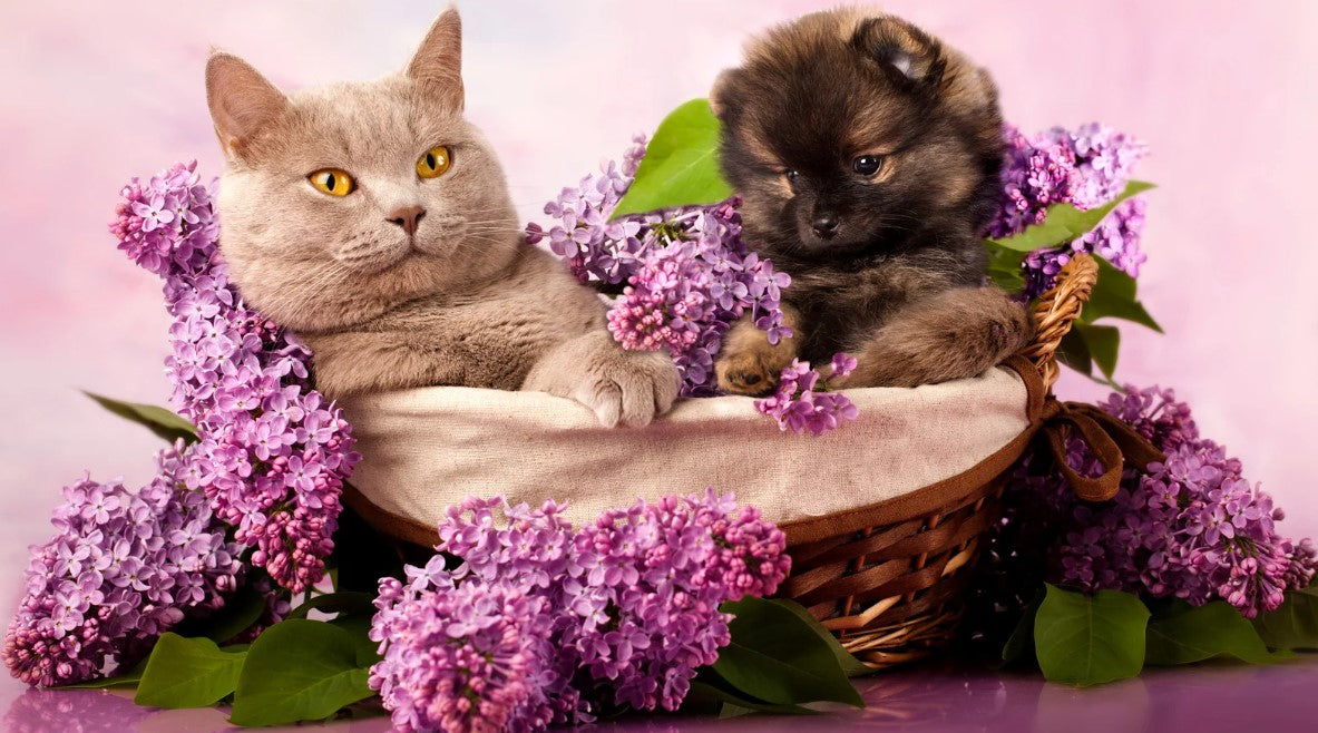 Cat enjoying spring flowers indoors – products for a fresh spring start