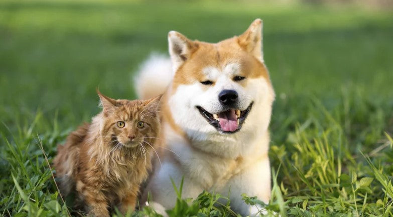 Dog and cat are enjoy on grassland – featured in our summer pet products