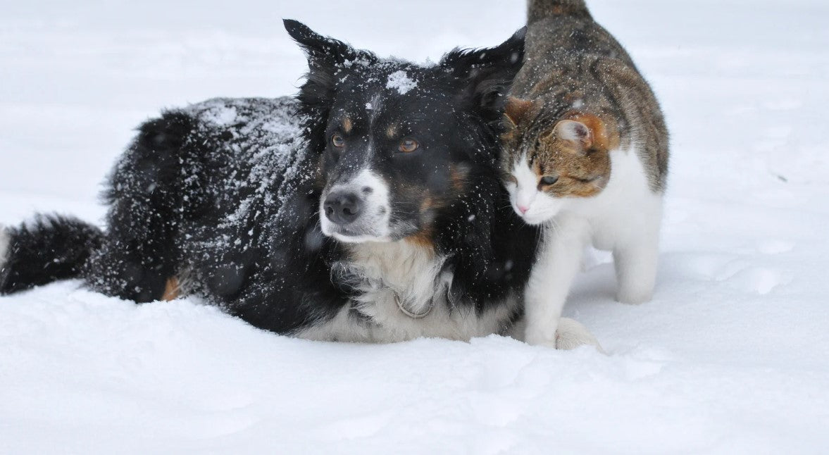 Dog and cat in winter snow – seasonal comfort from our winter collection