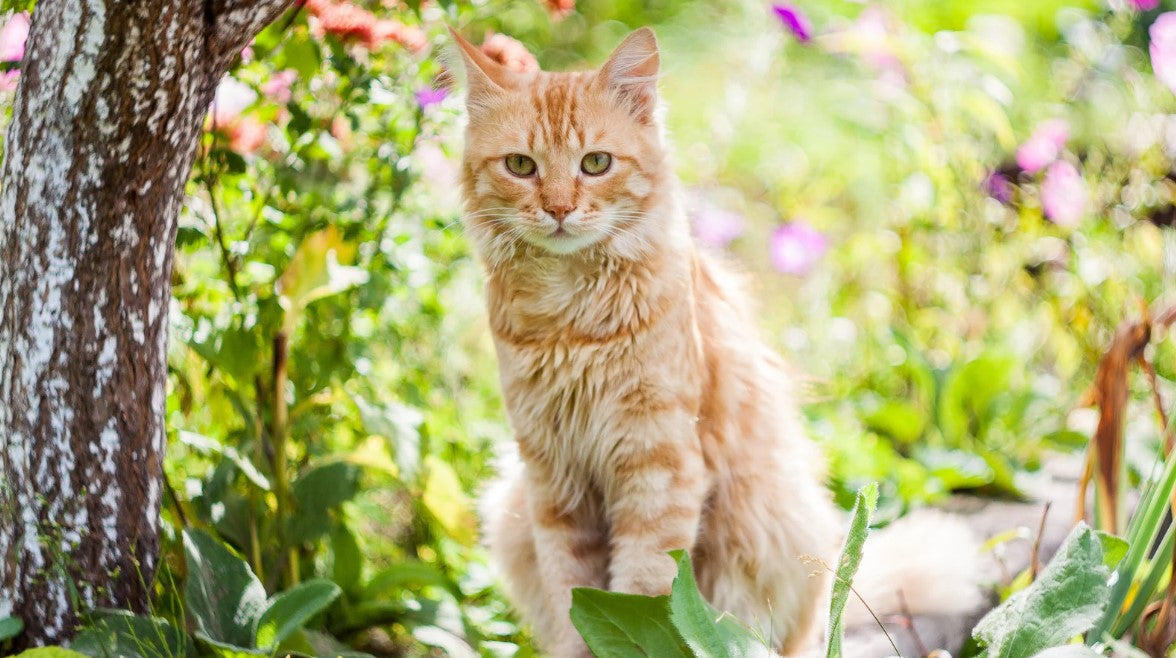 Cat enjoying springtime outdoors – spring collection of cat items