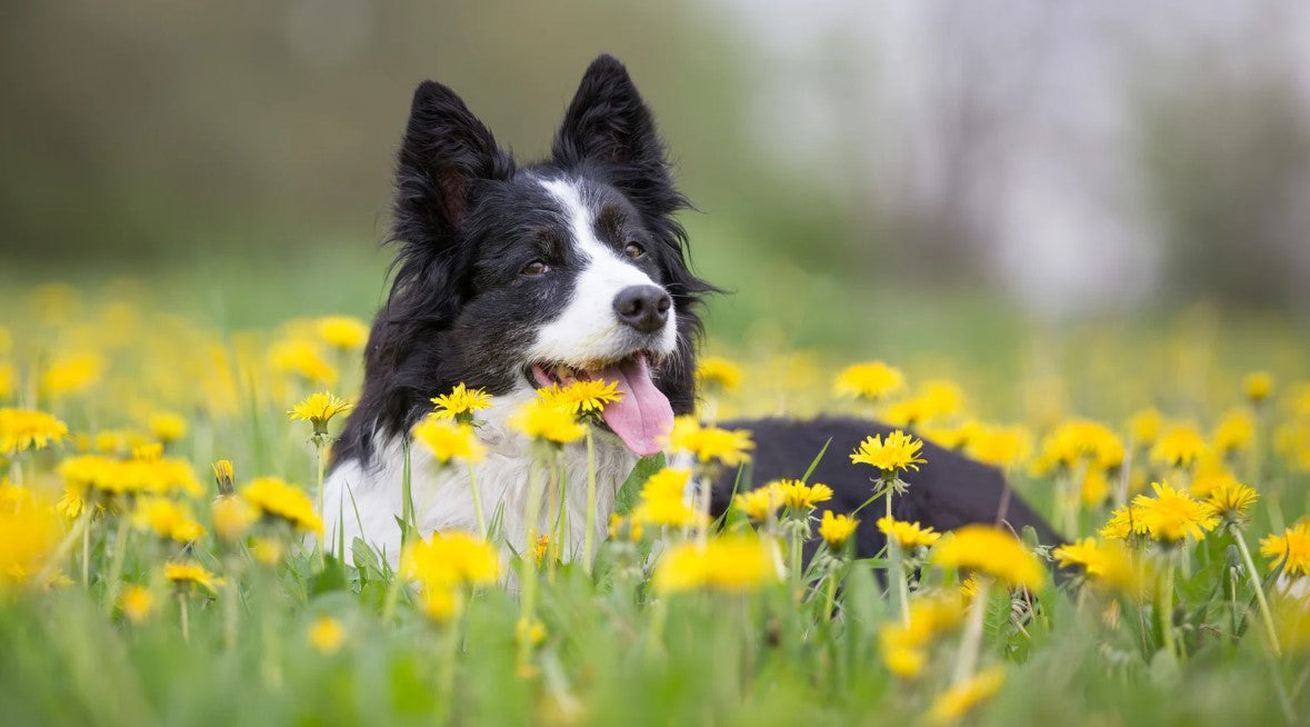 Dog enjoying springtime outdoors – spring collection of dog items