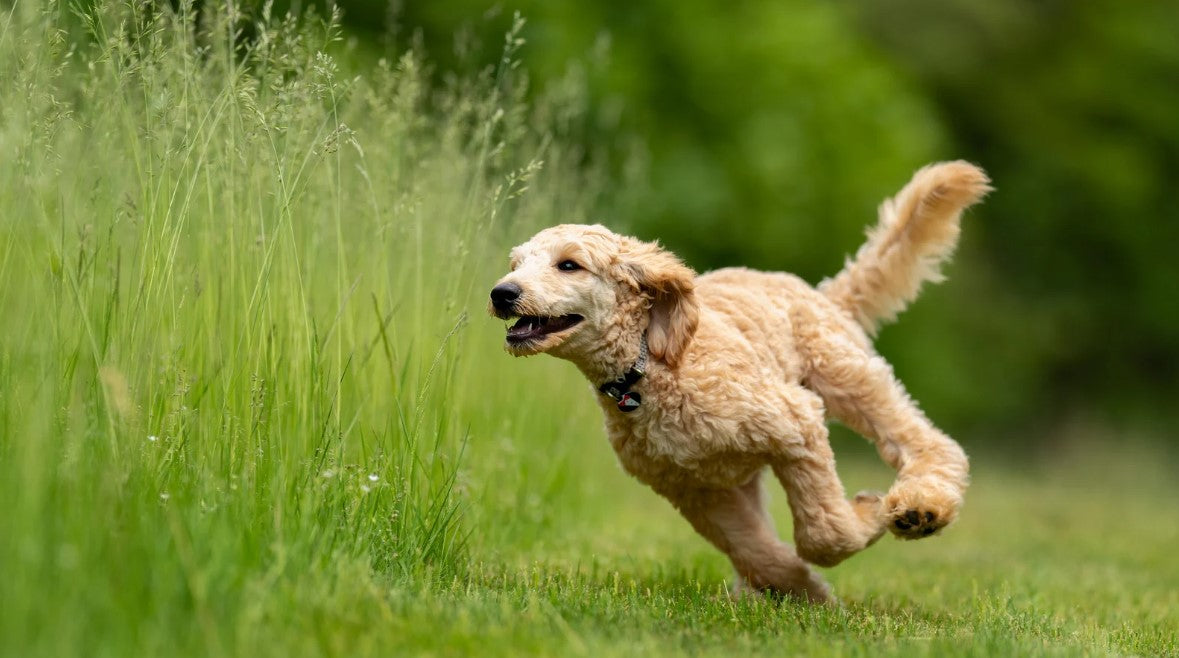 Dog running in sunny field – summer-ready dog products