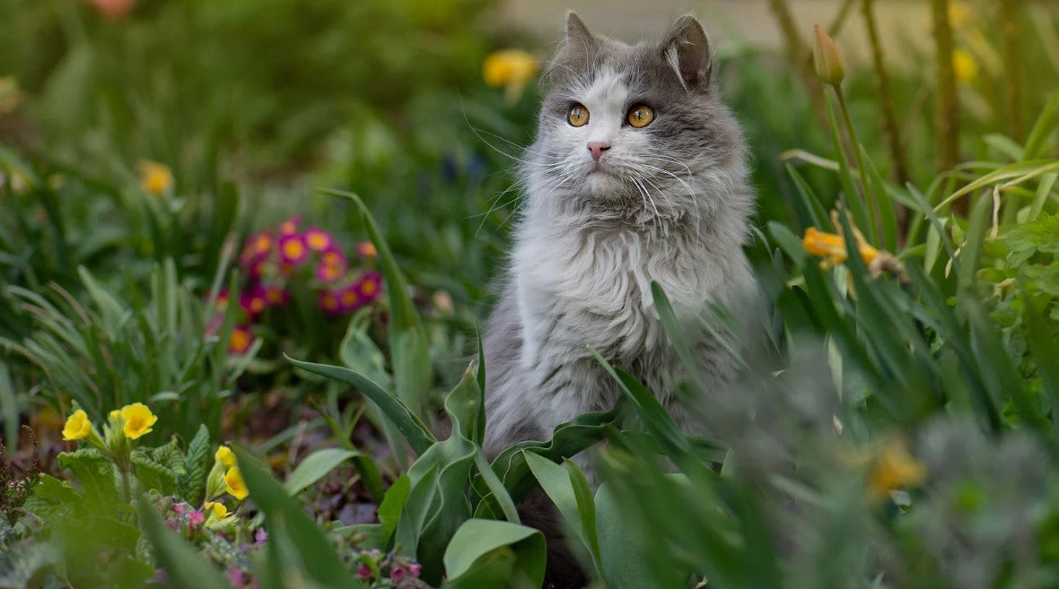 Cat sitting in summer flower field – summer cat essentials