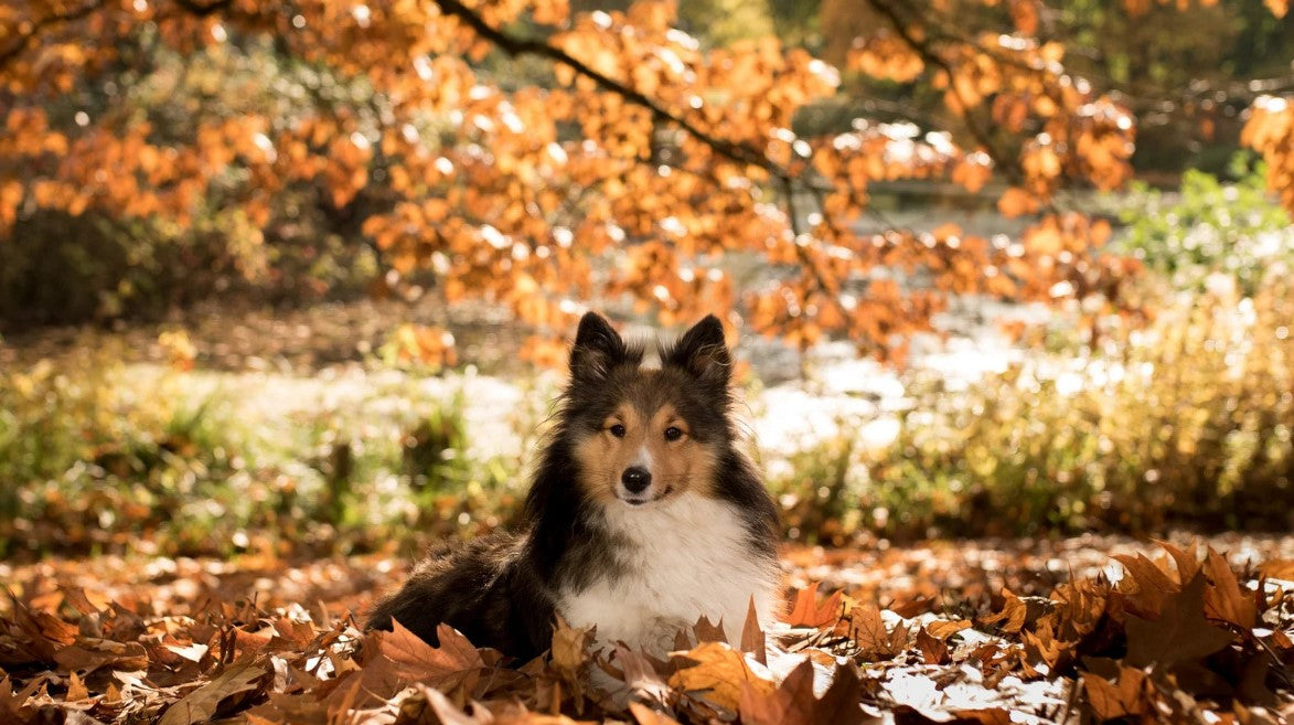 Cat on fallen leaves in autumn – stylish fall accessories for dogs