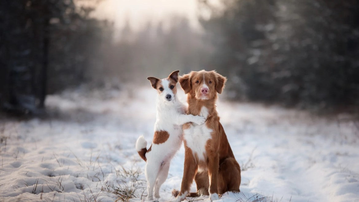 Dog in winter road – keeping warm with winter dog gear