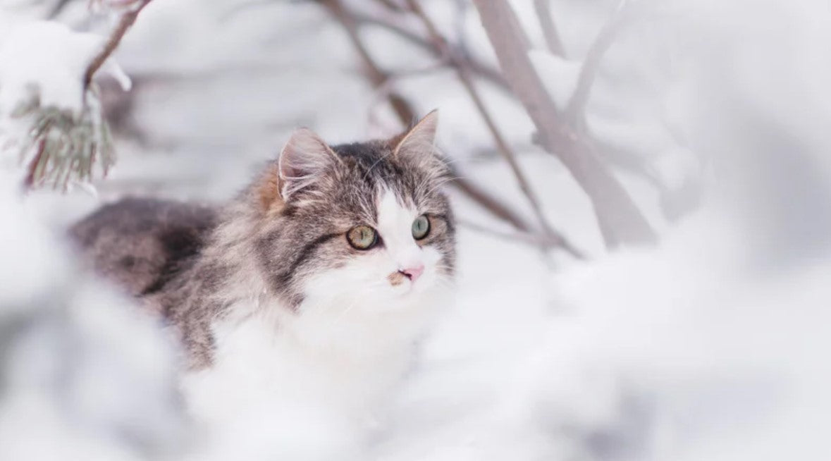 cat in snowfield – winter warmth collection for cats
