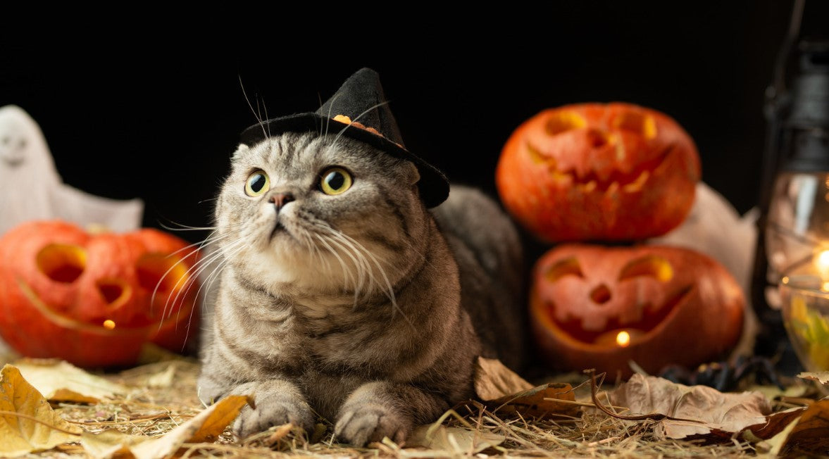 Cat wearing witch hat – spooky picks from our Halloween cat collection
