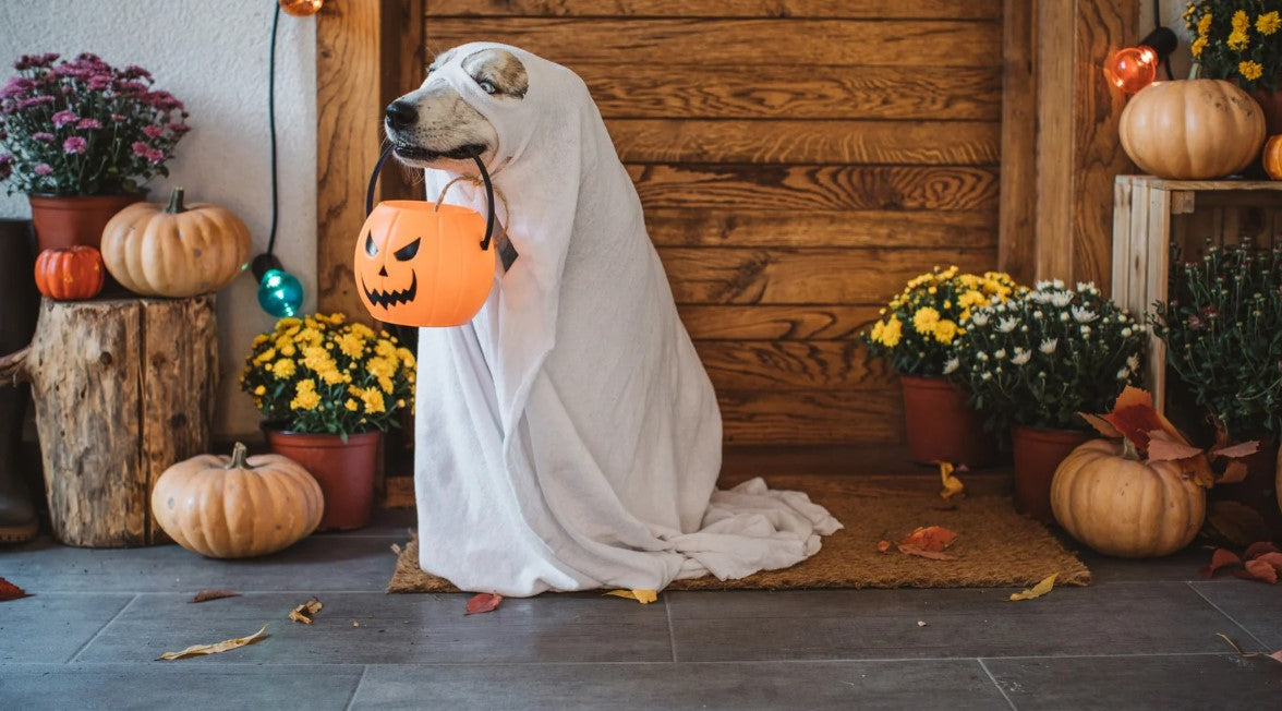 Dog in ghost costume – Halloween favorites for dogs