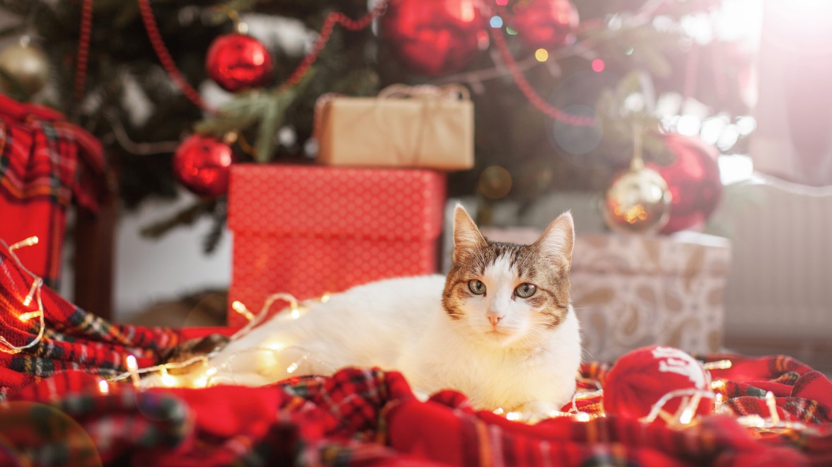 Cat under Christmas tree surround by gift boxes – festive gifts from our holiday collection