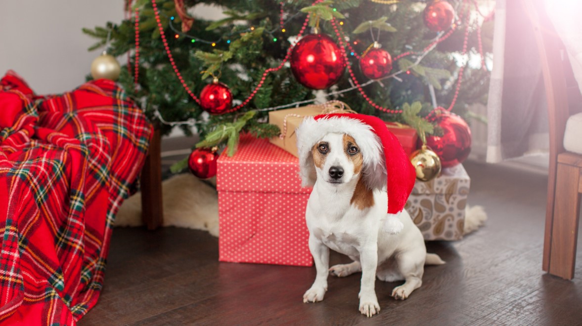 Dog near Chirstmas tree – joyful Christmas accessories for pups
