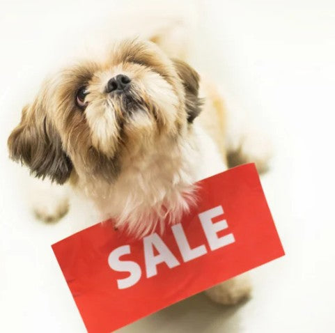 Pet promotion banner – shop summer sales for cats and dogs