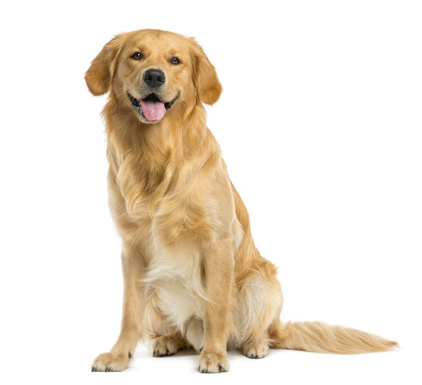 Happy dog on white background – featured in our Dog Product Collection