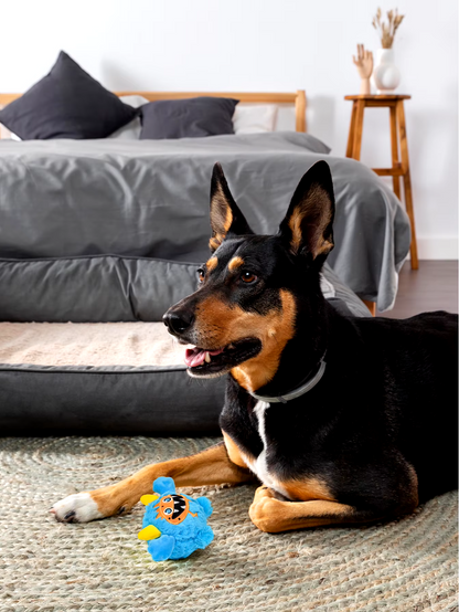 Small dog playing with a Halloween plush squeaky ball that moves.