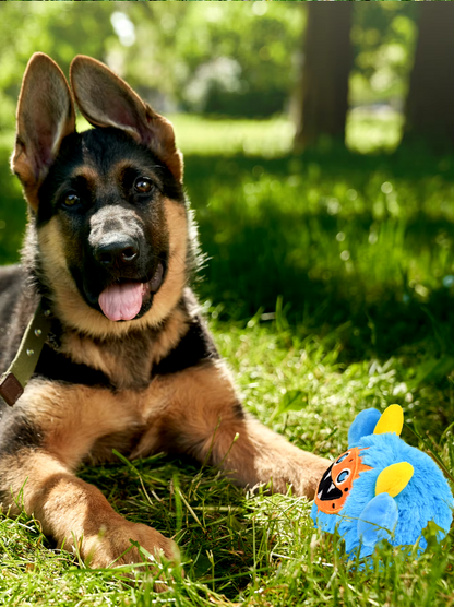 Small dog playing with a Halloween plush squeaky ball that moves.