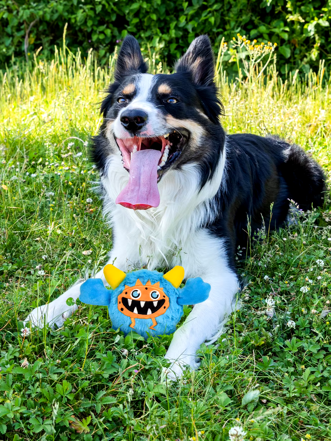 Small dog playing with a Halloween plush squeaky ball that moves.