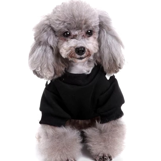 Small dog wearing a Halloween skeleton costume jumpsuit.