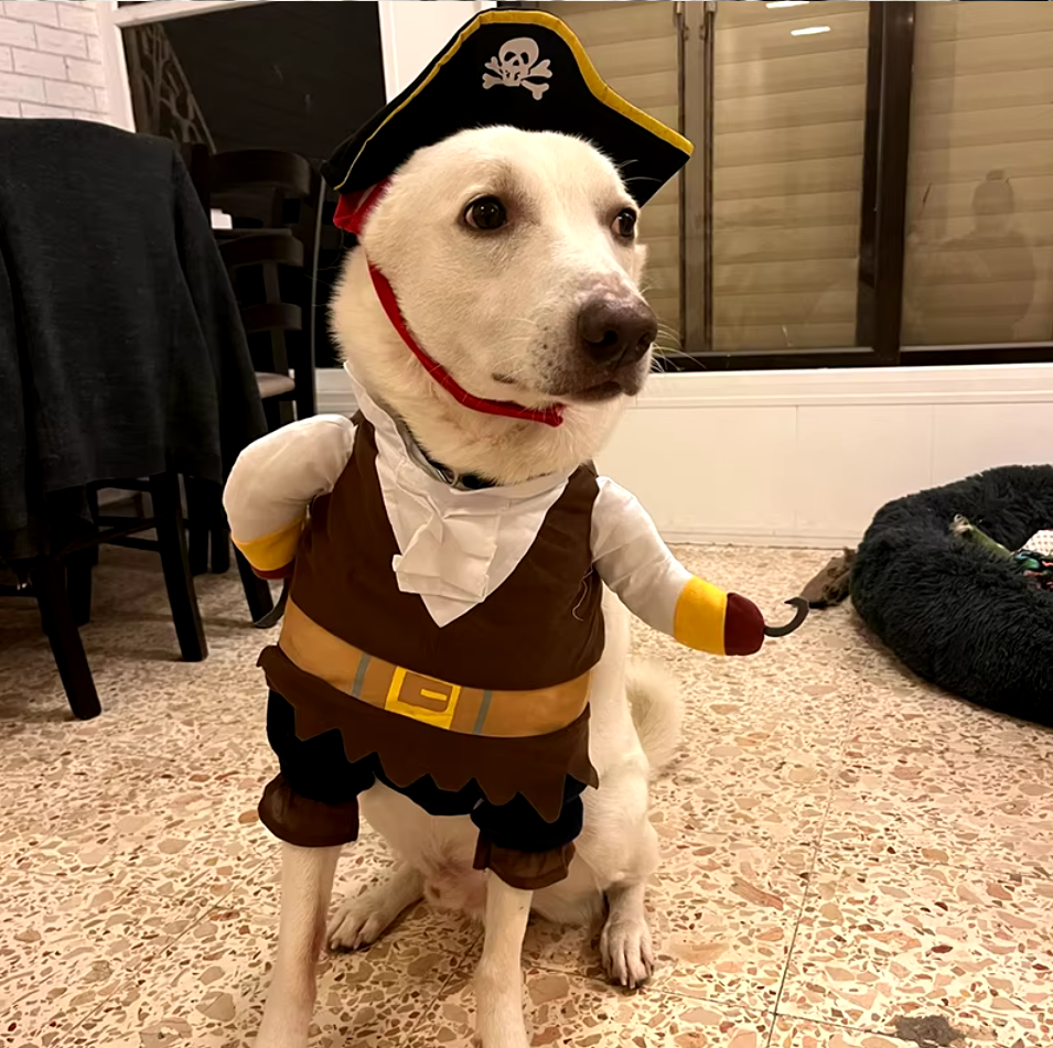 Pirate dog costume, Halloween dog outfit, corsair jacket for dogs, funny dog costume