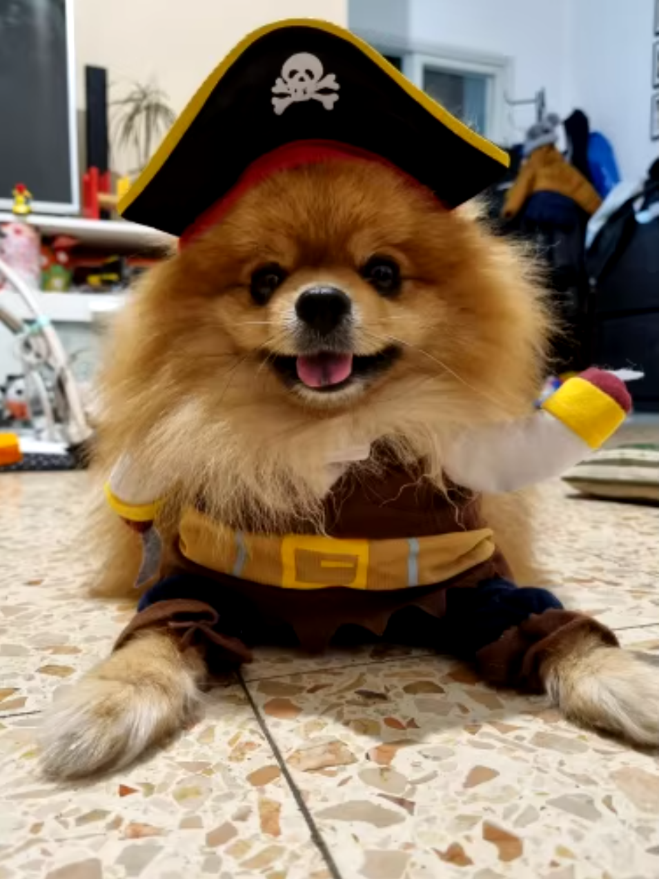 Pirate dog costume, Halloween dog outfit, corsair jacket for dogs, funny dog costume