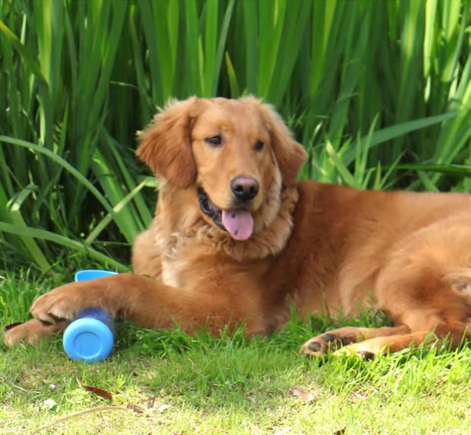 Portable 2 in 1 dog water bottle with food dispenser, perfect for outdoor walks and adventures, ensuring hydration and nutrition for your pet.