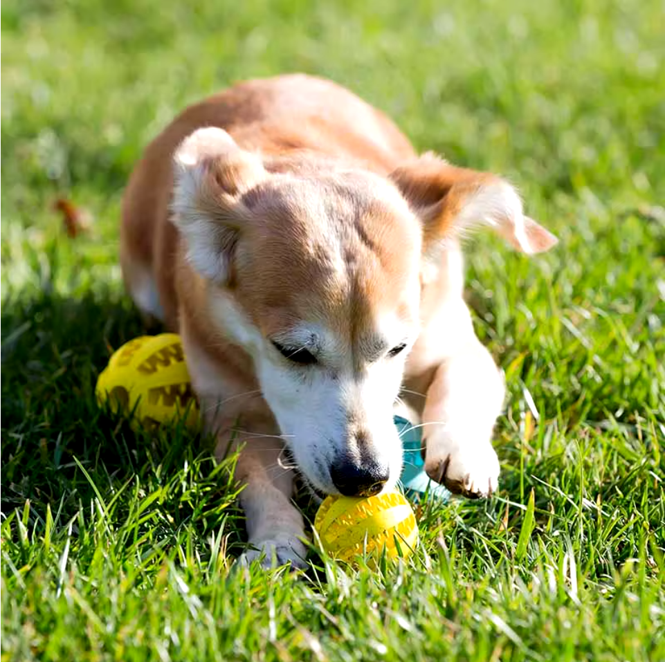 Elasticity Ball Dog Toy made of natural rubber, ideal for chewing, teeth cleaning, and interactive play for small and medium dogs.