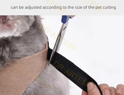 Dog wearing a giant plush spider costume for Halloween with funny, spooky legs.