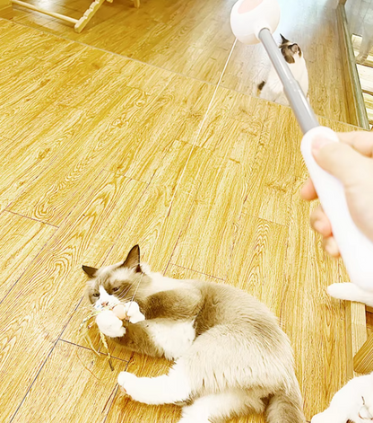 Cat playing with interactive gravitational teaser laser wand