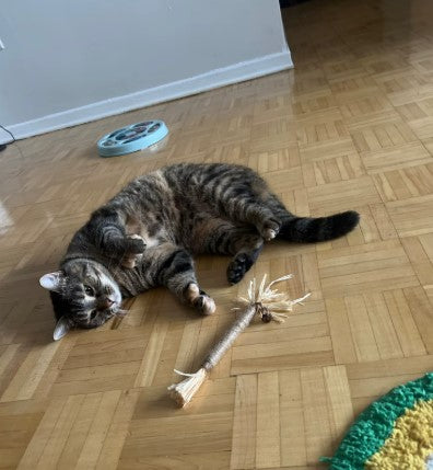 Cat chew mint sticks for healthy teeth and fun play - Customer review photo