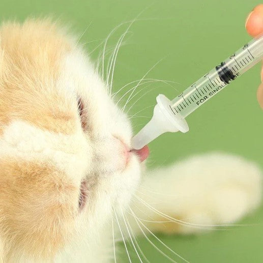 Kitten use nursing bottle kit for newborn feeding