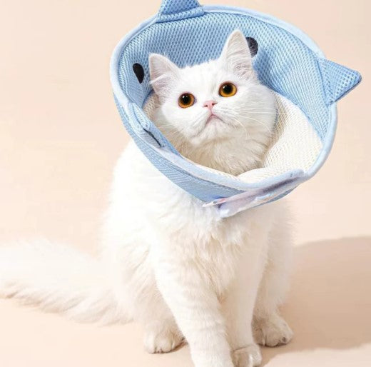 Cat wear a pet-safe recovery collar with wounds or surgery