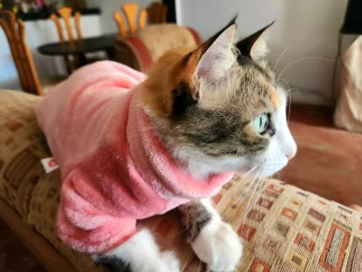 Cat in a cozy sweater, staying warm and stylish during colder weather - Customer review photo