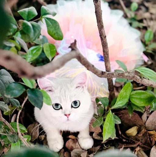 Cute cat wearing a stylish dress, perfect for special occasions or everyday cuteness