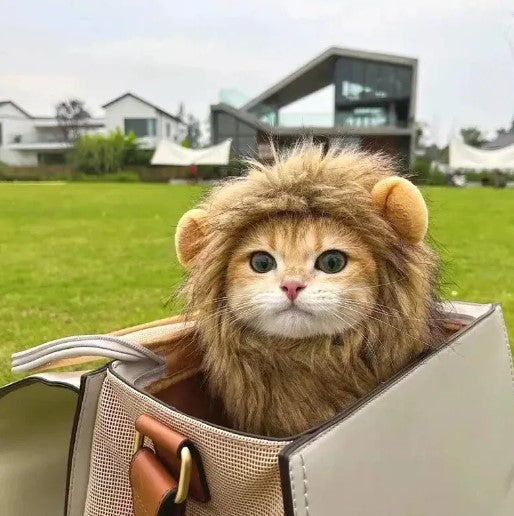 Cat dressed as a lion with a playful lion mane hat, perfect for Halloween or festive photo shoots