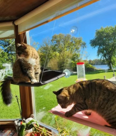 Cat climb on a cat bed which adsorbed onto the window  - customer review photo