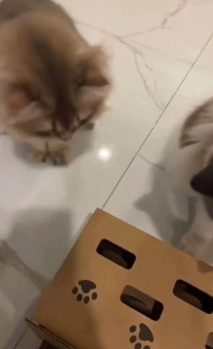 Cats are playing with interactive cat toy  - customer review photo
