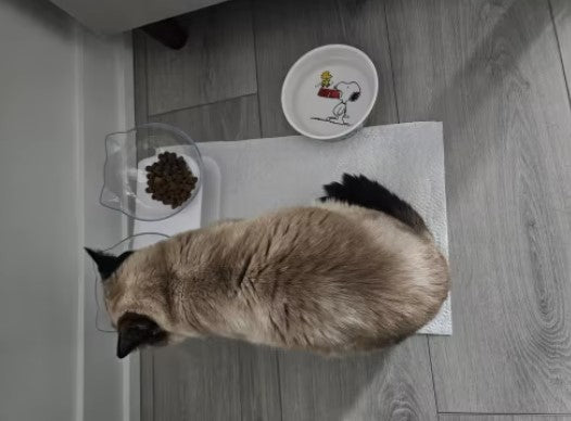 A cat driking with tilted pet food bowl for cats to reduce neck strain - Customer review photo