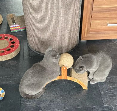 Cat play with space-saving cat scratching board for apartment living and small spaces - Customer review photo