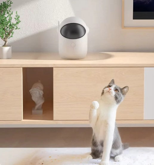 Cat sitting in front of the automatic smart cat leaser toy and waiting for play cat toys