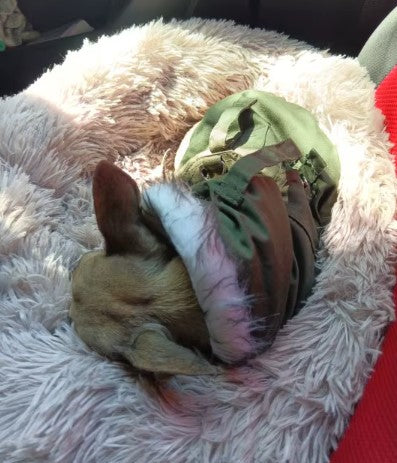 Comfortable dog bed with dog in green clothes resting inside - Customer review photo