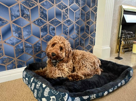 Brown dog resting in square dog bed made with plush, pet-safe materials for comfort - Customer review photo